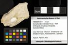 Foto (Objekt + Etiketten) von Goniodromites bidentatus (Reuss, 1858) 